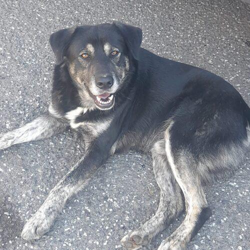 Baldo - 1 Anno E Mezzo (Nato A Gennaio 2024)  - Razza: Meticcio  - Taglia: Media  - Carattere: Dolcissimo, Buono E Socievole